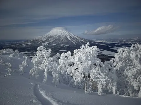 Snow-covered trees in front of Mt Yotei